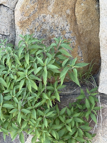 Elsholtzia stauntonii
