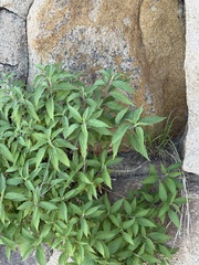 Elsholtzia stauntonii