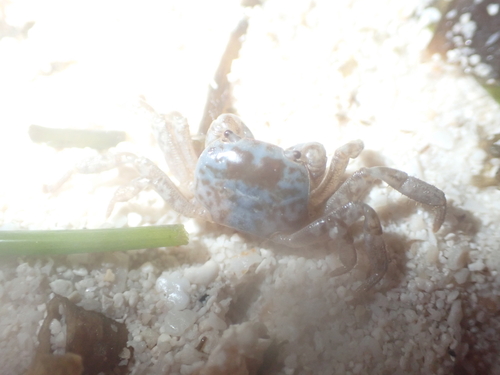 Cyclograpsus integer observed 2026-06-23
