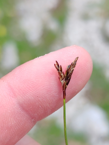 Carex ornithopoda