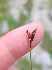Carex ornithopoda