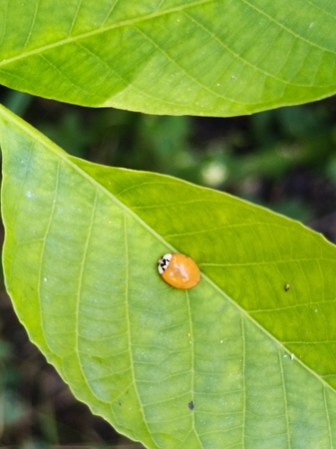 Asian Lady Beetle