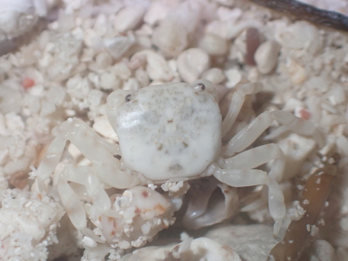 Pseudograpsus albus observed 2026-06-23