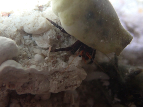 Clibanarius corallinus observed 2026-06-23