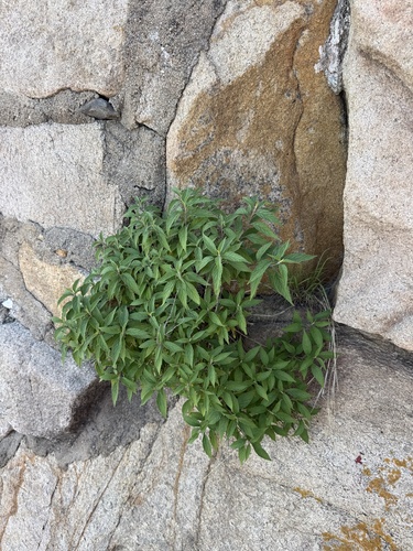 Elsholtzia stauntonii, photograph 2