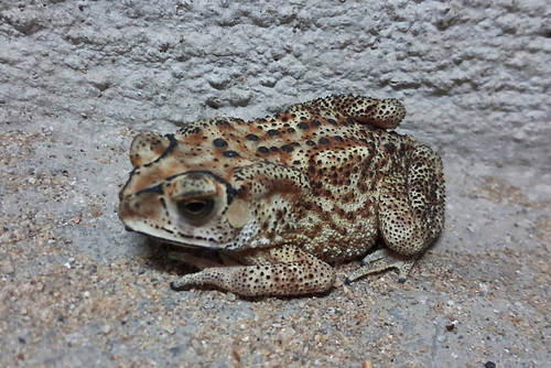 Asian Common Toad