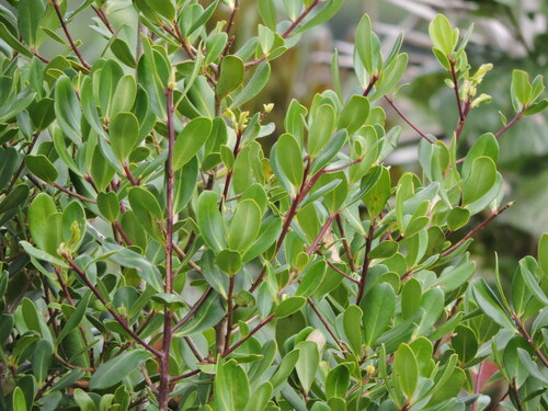 Myrsine parvifolia