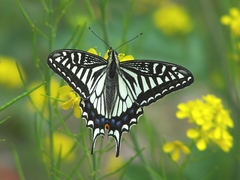 Papilio xuthus