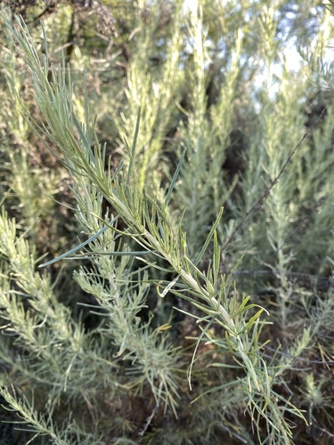iNaturalist observation photo of California sagebrush