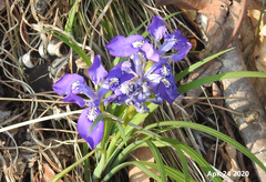 Iris rossii