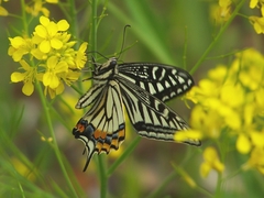 Papilio xuthus