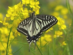 Papilio xuthus