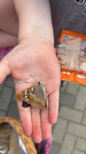 Lesser Purple Emperor