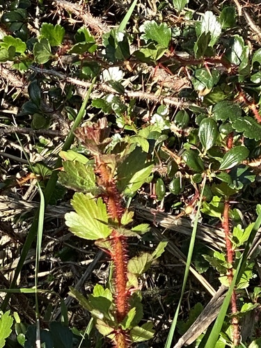 iNaturalist observation photo of Fuchsiaflower Gooseberry