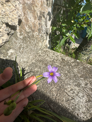 Sisyrinchium bermudiana