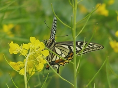 Papilio xuthus