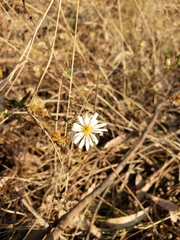 Symphyotrichum moranense