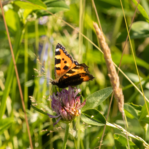 Small Tortoiseshell