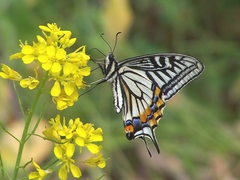 Papilio xuthus