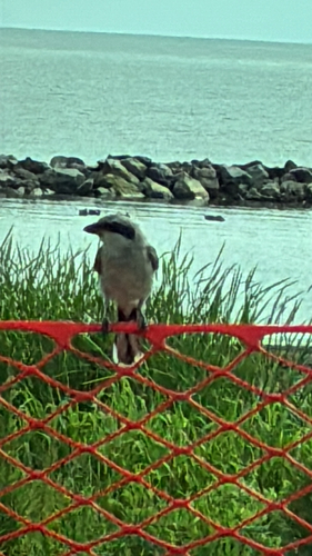 Loggerhead Shrike