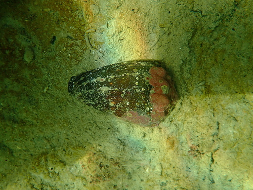 Conus brunneus observed 2026-03-18
