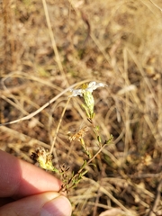 Symphyotrichum moranense
