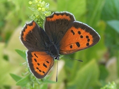 Lycaena phlaeas