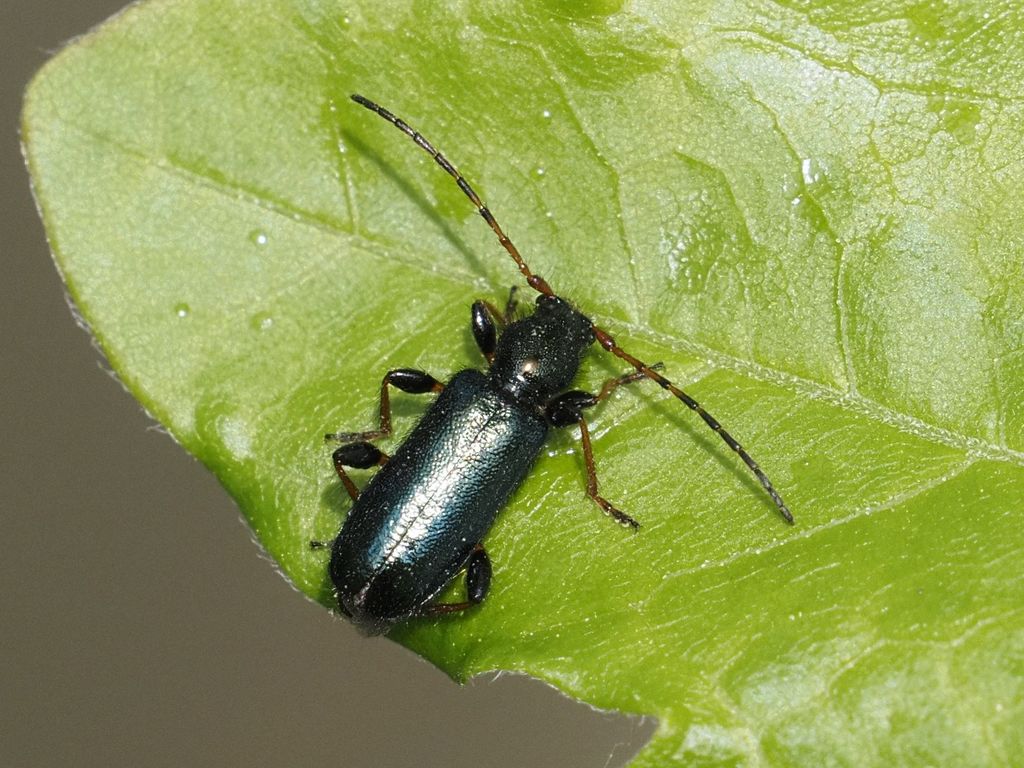 Phymatodes rufipes