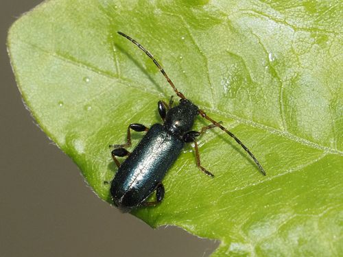Phymatodes rufipes