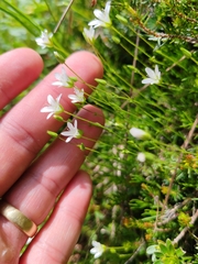 Sabulina austriaca, photograph (c) Ljaž, some rights reserved (CC BY)