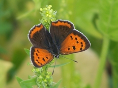 Lycaena phlaeas