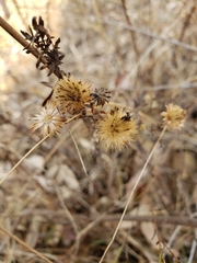 Symphyotrichum moranense