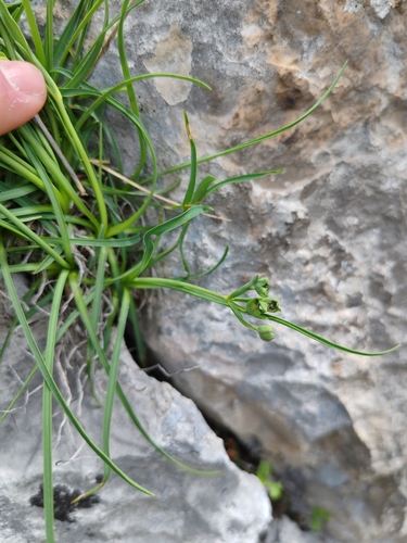 Bupleurum petraeum, photograph 2