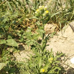 Erigeron variifolius