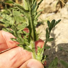 Erigeron variifolius