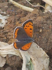 Lycaena phlaeas