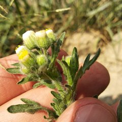 Erigeron variifolius