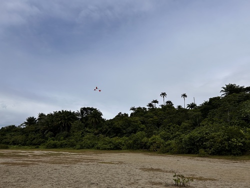 Scarlet Ibis