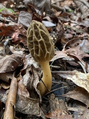 Morchella diminutiva