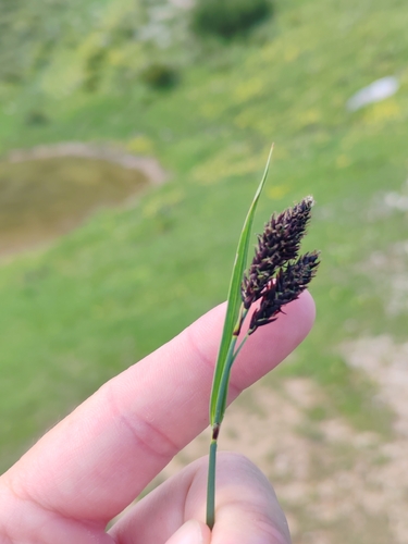 Carex atrata, photograph 6