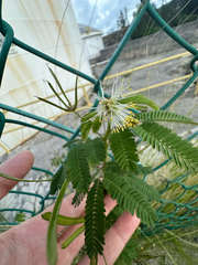 author not stated, no rights reserved Desmanthus virgatus, photograph author not stated, no rights reserved