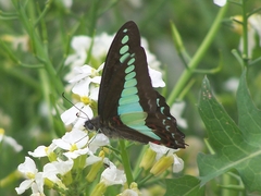 Graphium sarpedon