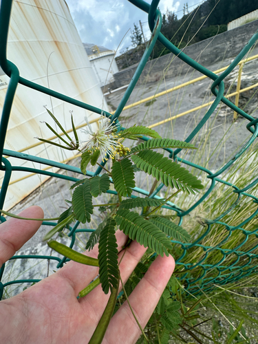 Desmanthus virgatus, photograph 3