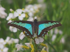 Graphium sarpedon