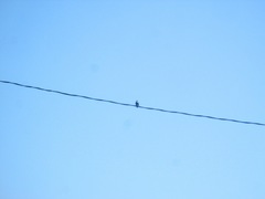 Petrochelidon pyrrhonota