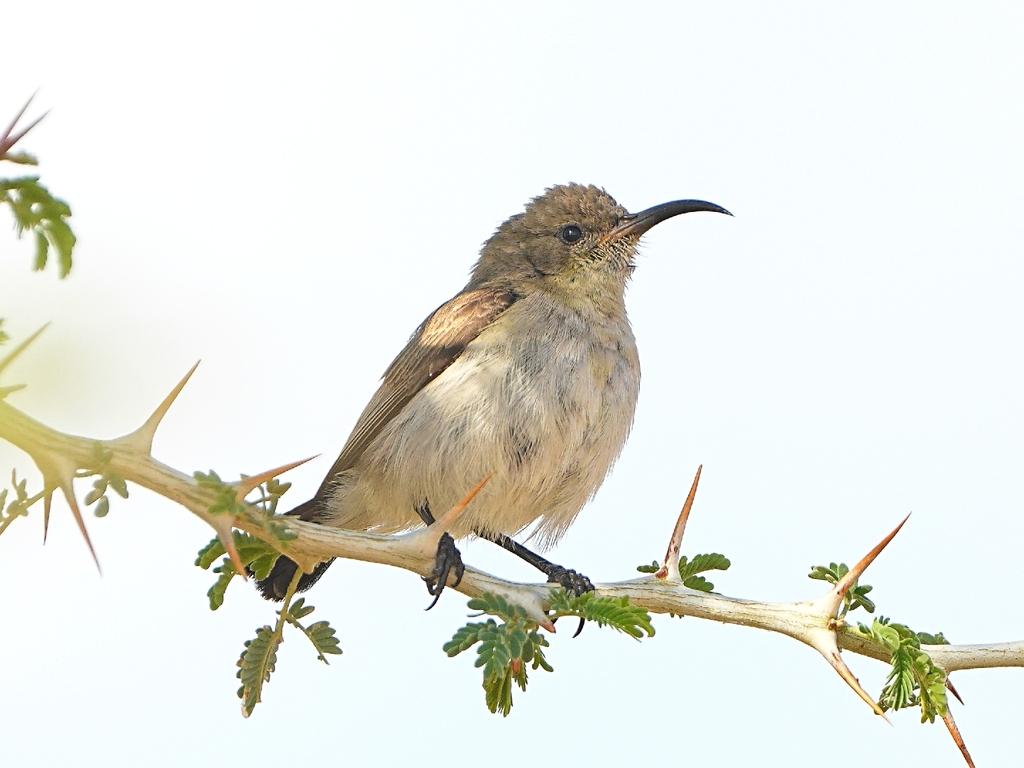 Dusky Sunbird
