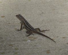 Sceloporus occidentalis
