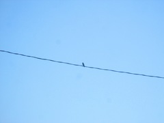 Petrochelidon pyrrhonota