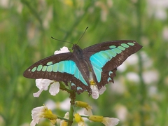Graphium sarpedon