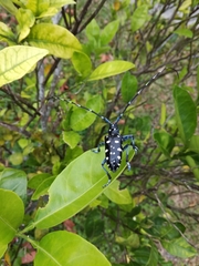 Anoplophora macularia